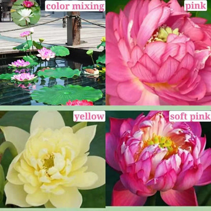 Premium Lotus Flower Seeds