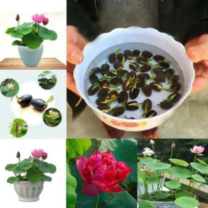 Premium Lotus Flower Seeds