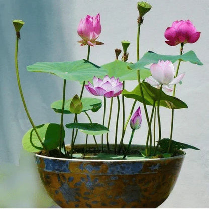 Premium Lotus Flower Seeds