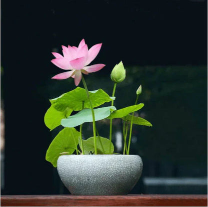 Premium Lotus Flower Seeds