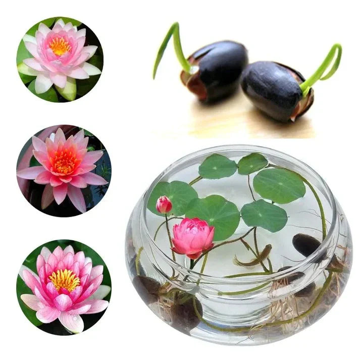 Premium Lotus Flower Seeds