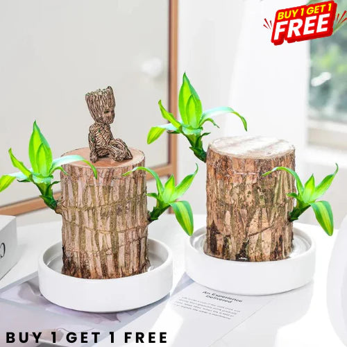 Lucky Wood Plant | ⭐️⭐️⭐️⭐️ 4.9/5 Reviews | 🔥 BUY 1 GET 1 FREE