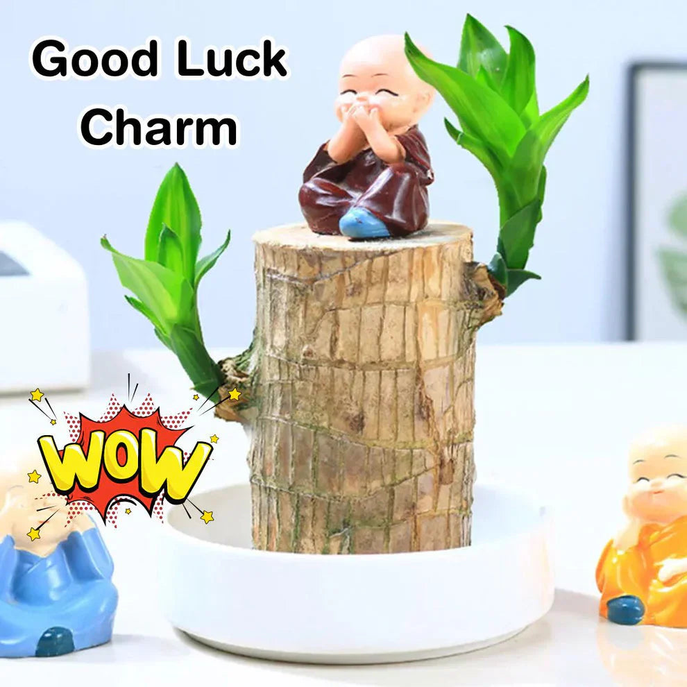 Lucky Wood Plant | ⭐️⭐️⭐️⭐️ 4.9/5 Reviews | 🔥 BUY 1 GET 1 FREE